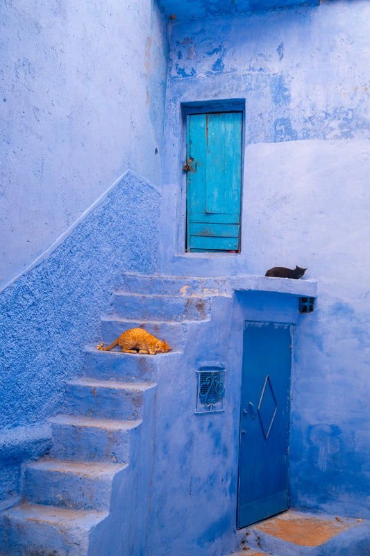 Soft Paws, Blue World